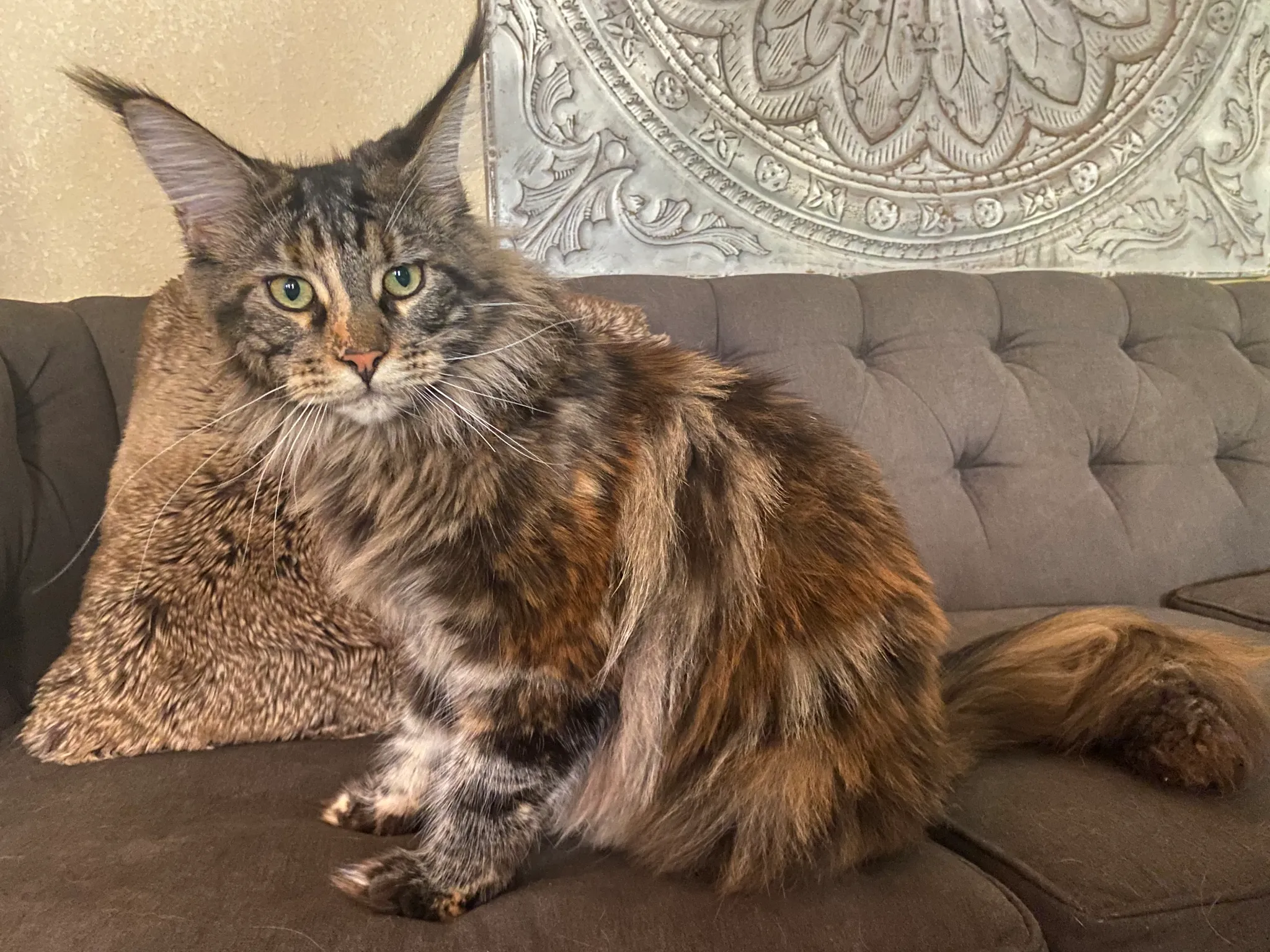 cecily-couch.webp