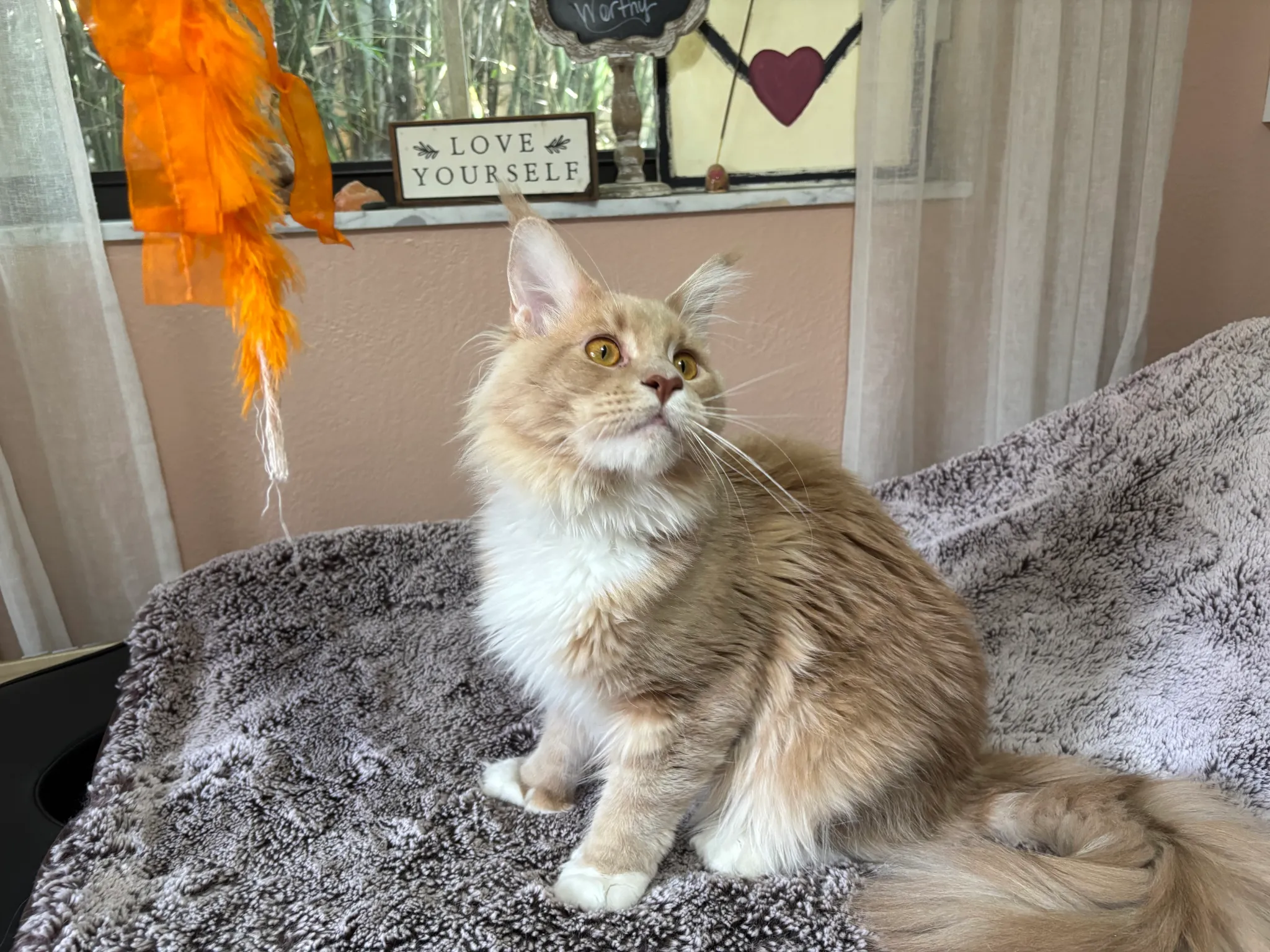 Partner Stud Lapa- POLYDACTYL