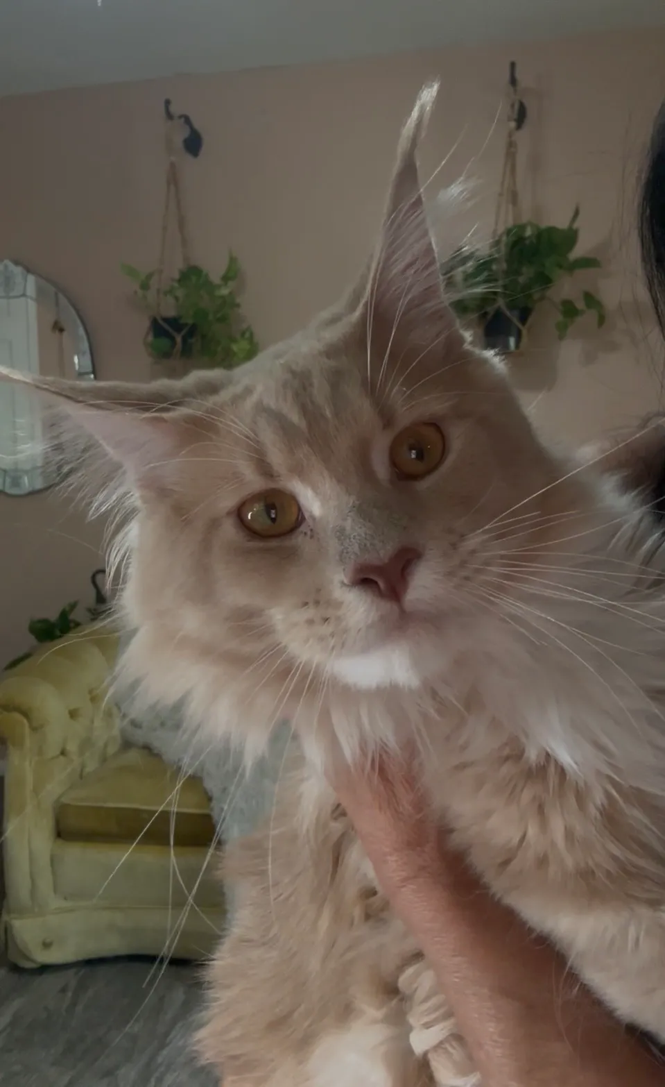 Partner Stud Lapa- POLYDACTYL