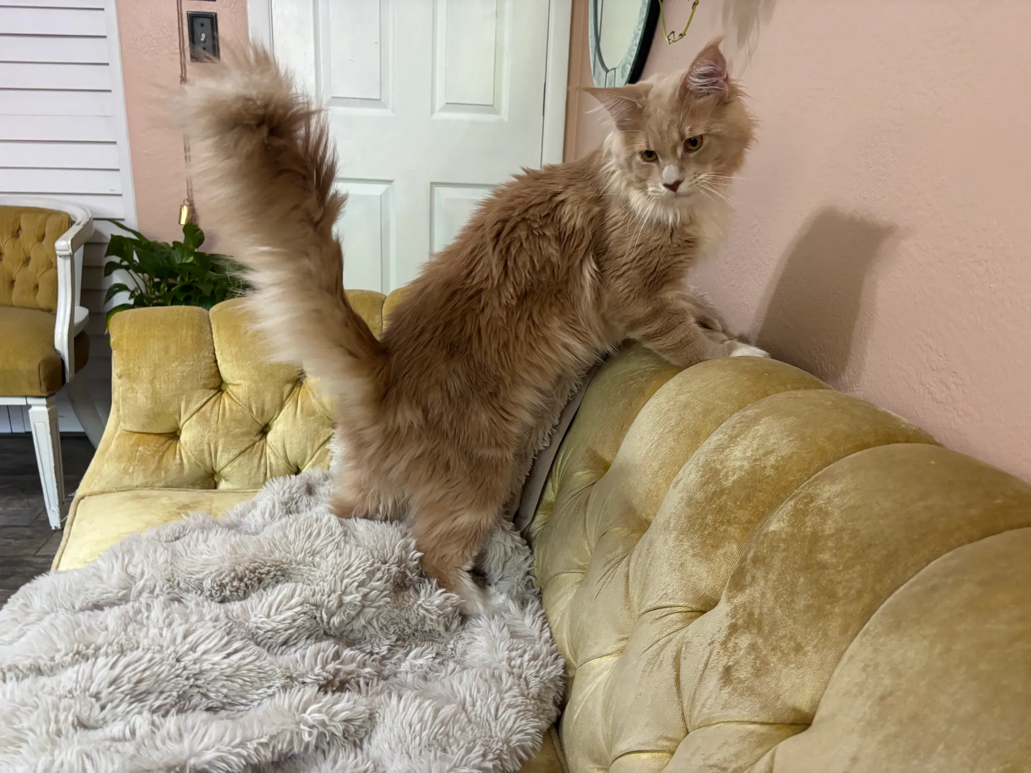 Partner Stud Lapa- POLYDACTYL