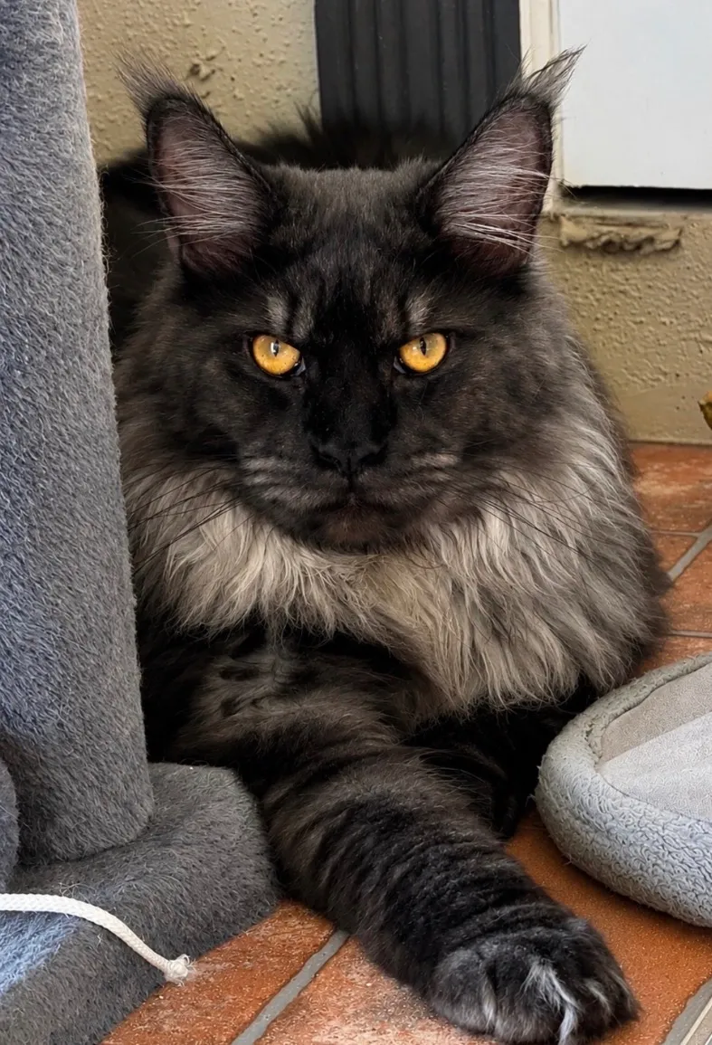 Partner Stud Victor