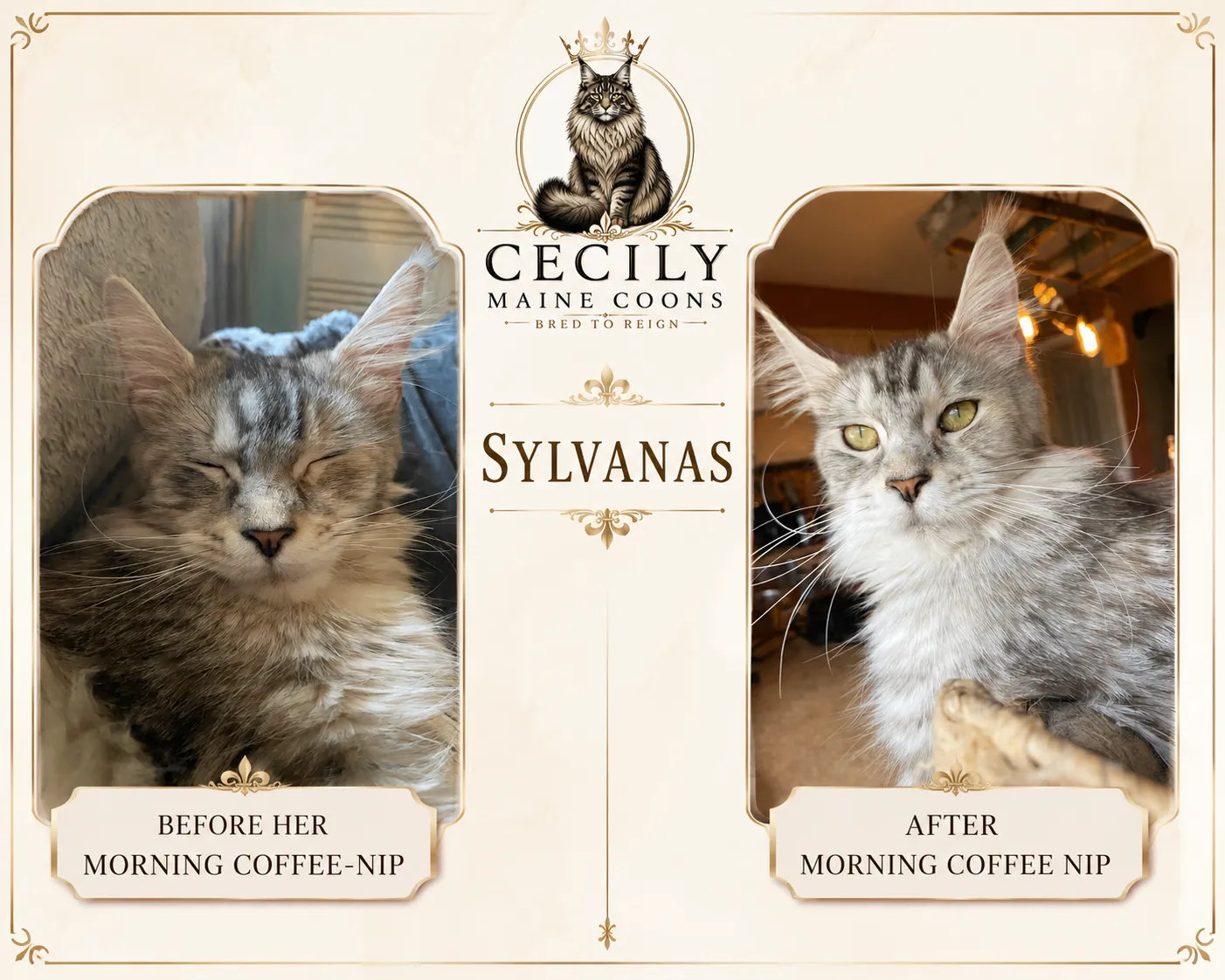 sylvanas-coffee-nip.webp