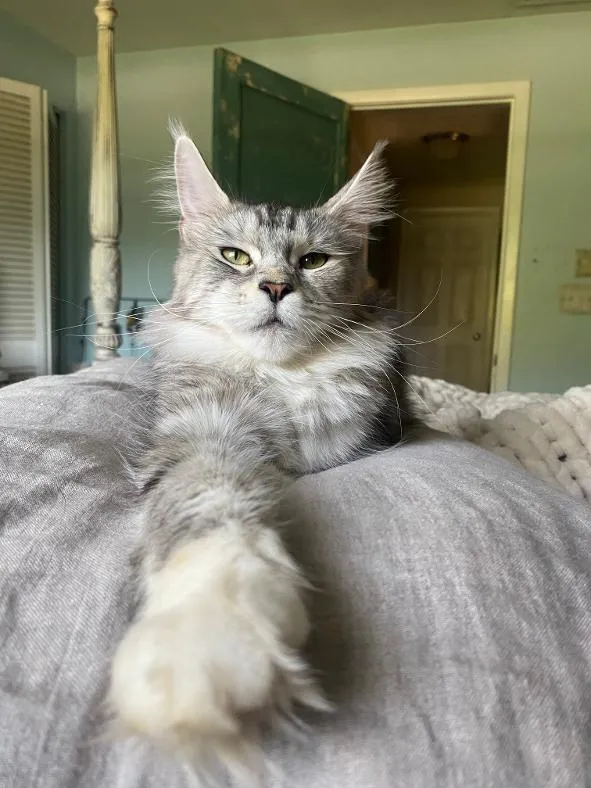 sylvie-bed-rbf-1785765678175.webp