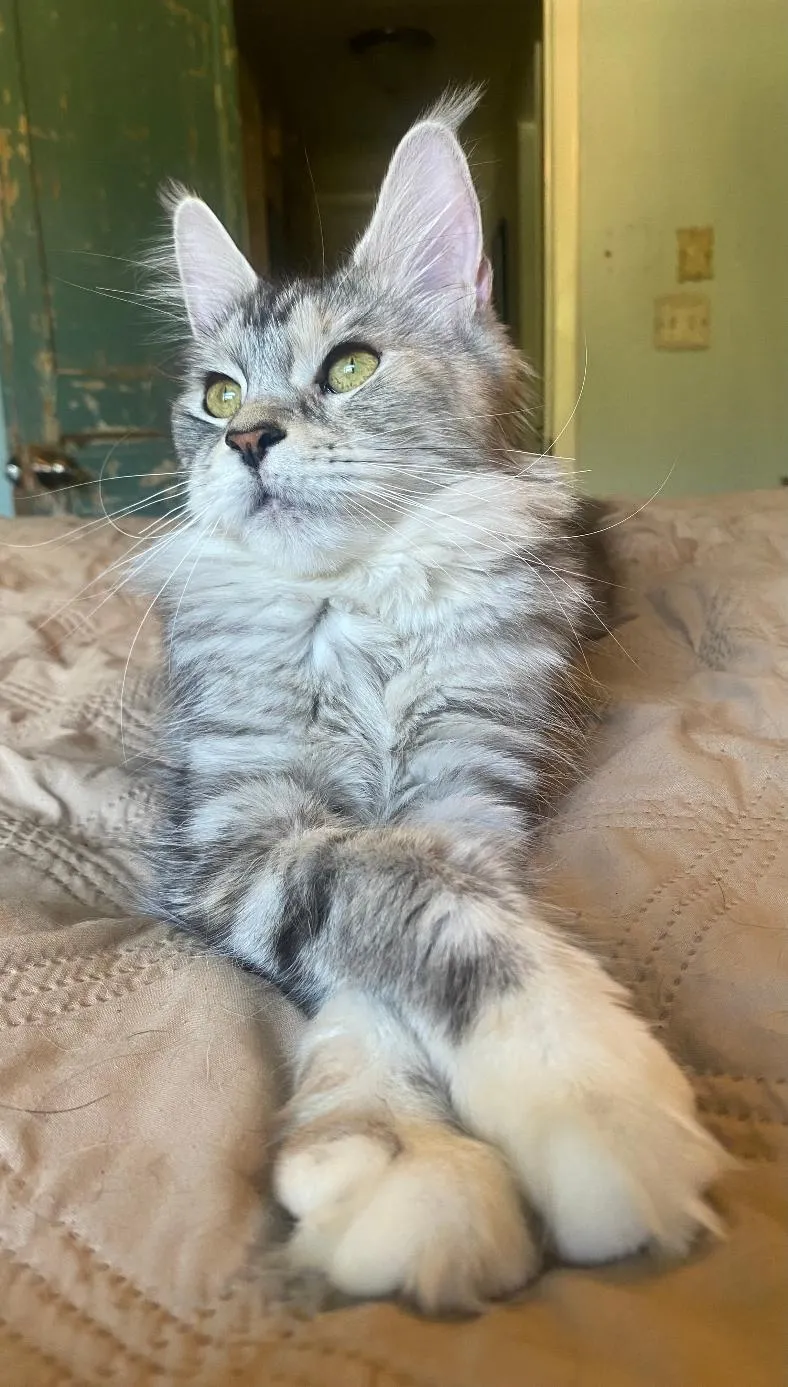 sylvie-bed-sweet-look-1785765678462.webp
